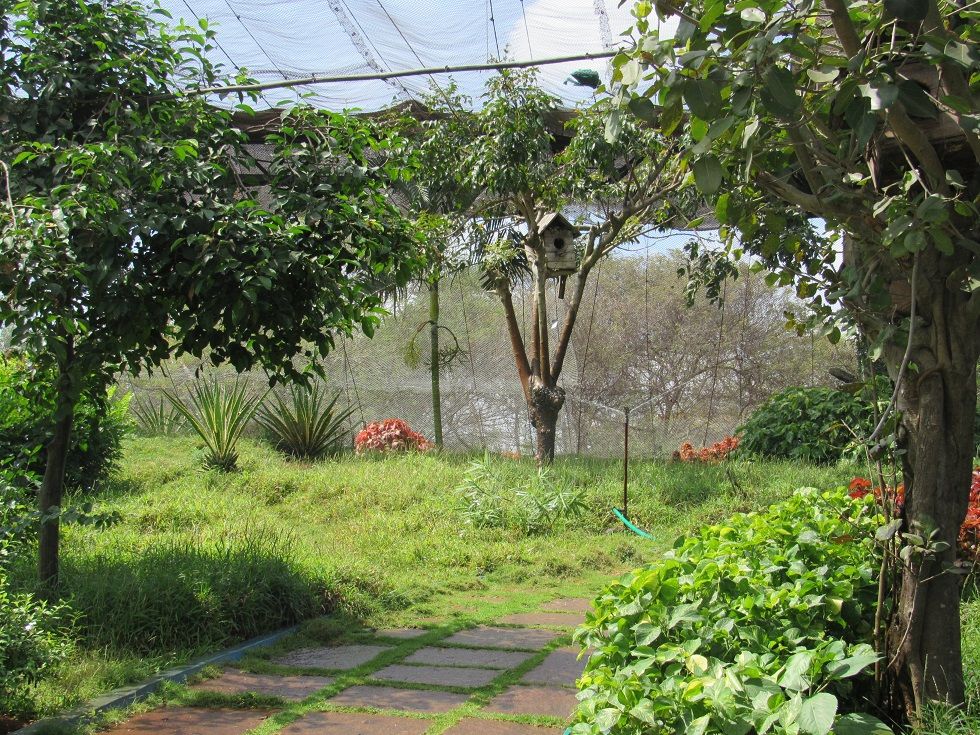 Green pathway inside the walk-through aviary at Vandalur Zoo