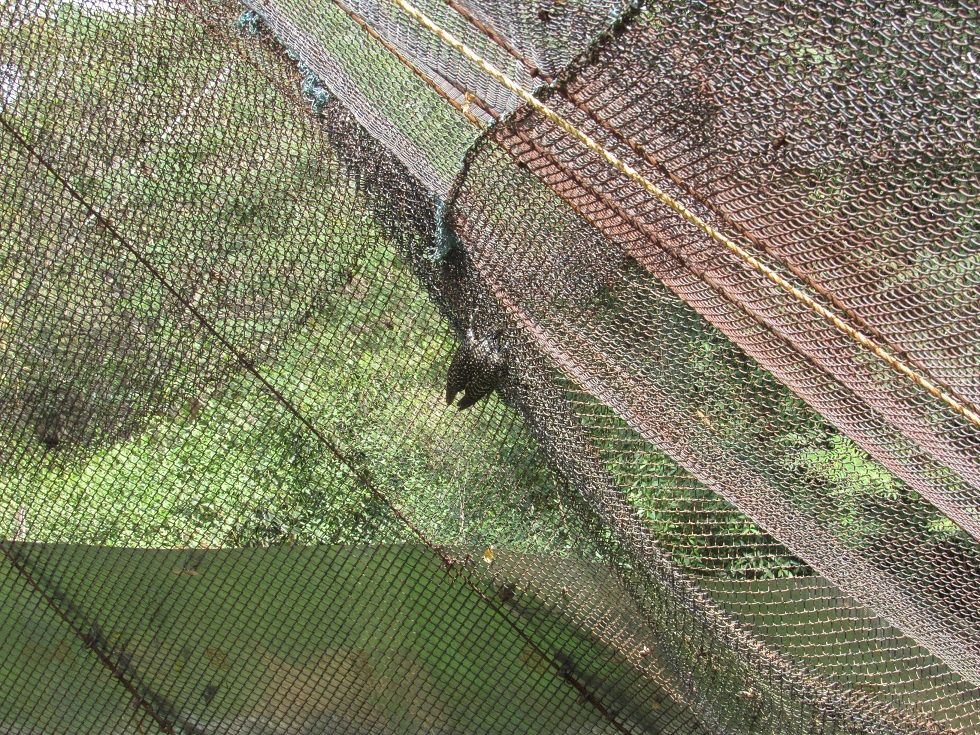 A bird among the high nets of the walk-through aviary at Vandalur Zoo