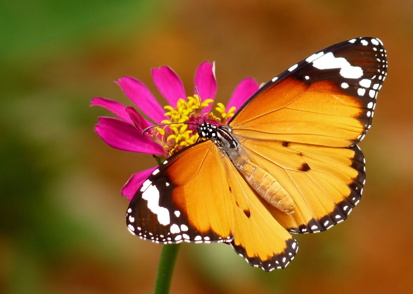A plain tiger butterfly feeding on a pink flower