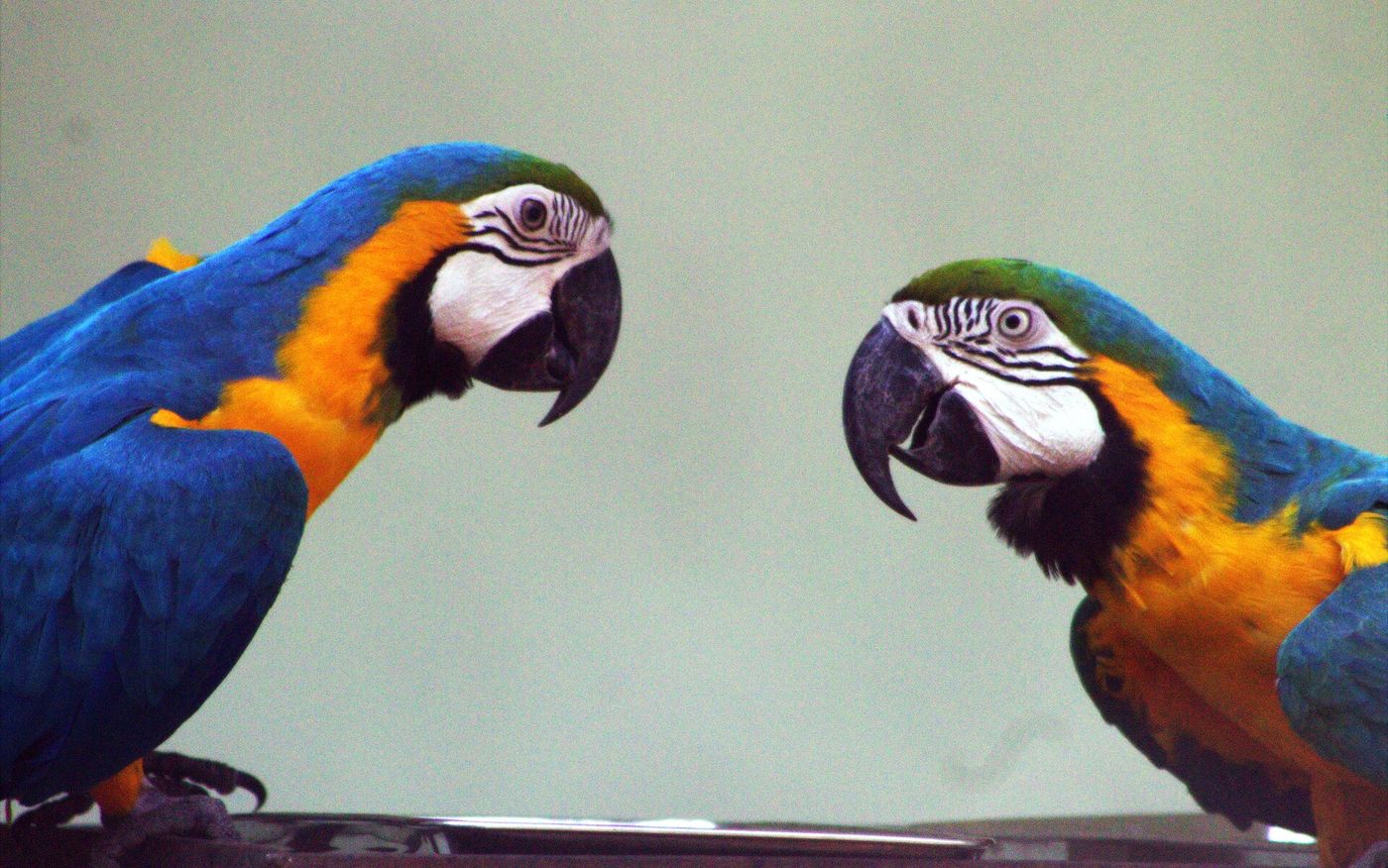 Two blue-and-gold macaws facing each other