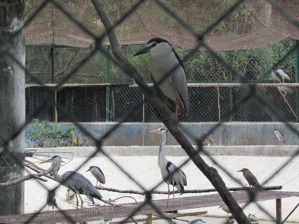 Herons perched inside a bird enclosure at Vandalur Zoo