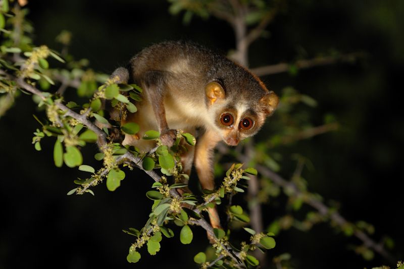 A slender loris on a branch at night