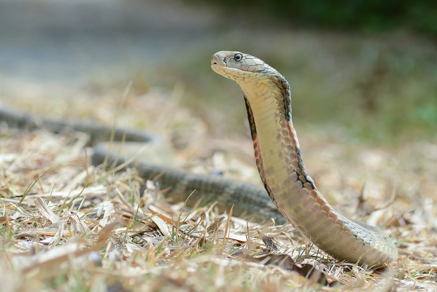 A king cobra raising its head