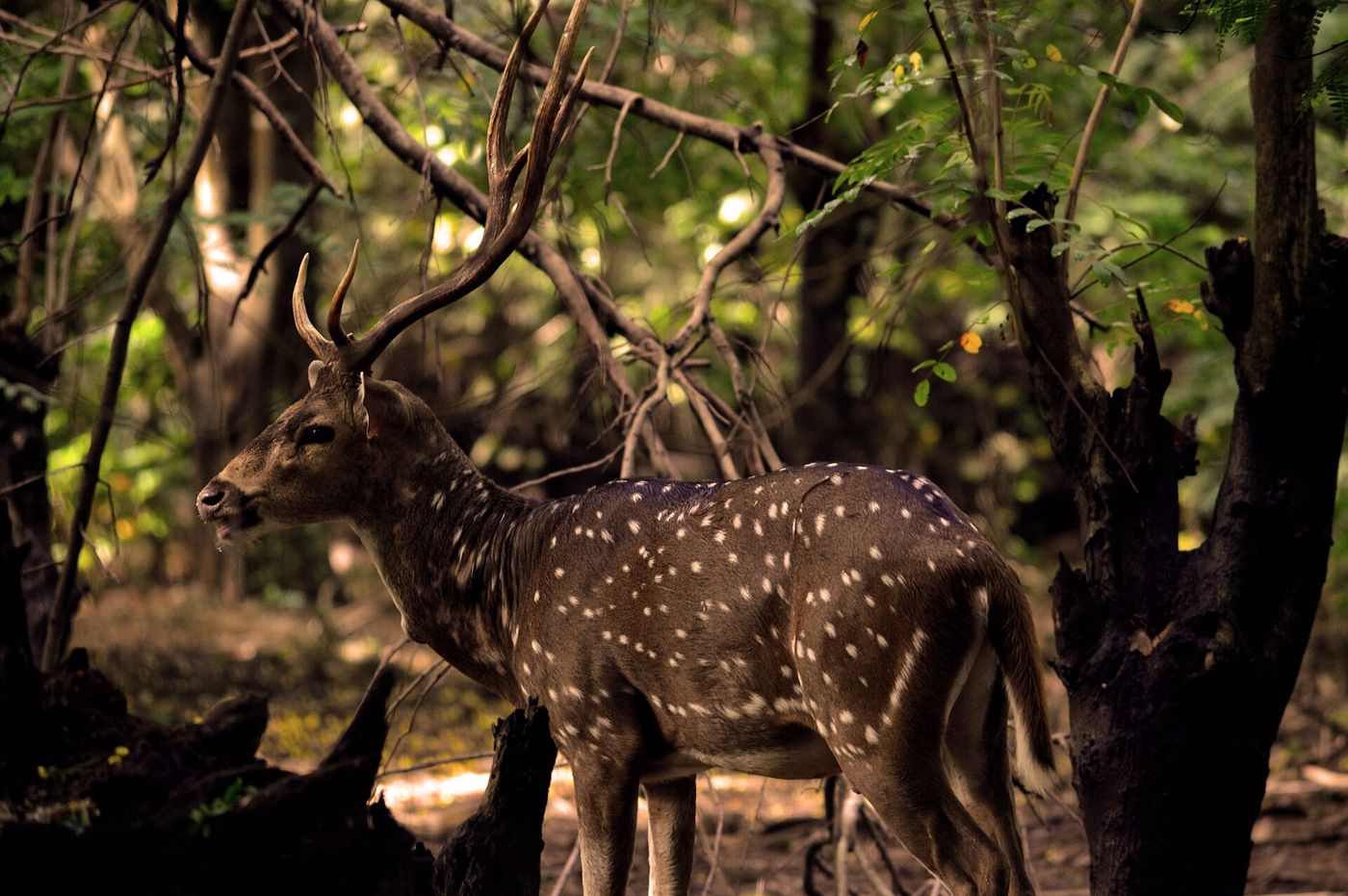 Spotted deer at Vandalur Zoo