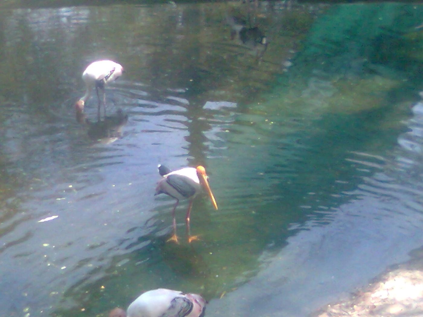 Painted storks wading in water at Vandalur Zoo