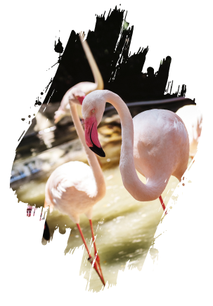 Flamingo