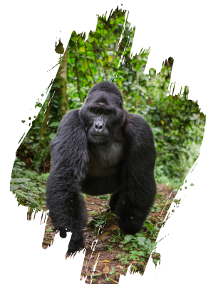 Gorilla