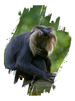 Lion Tailed Macaque