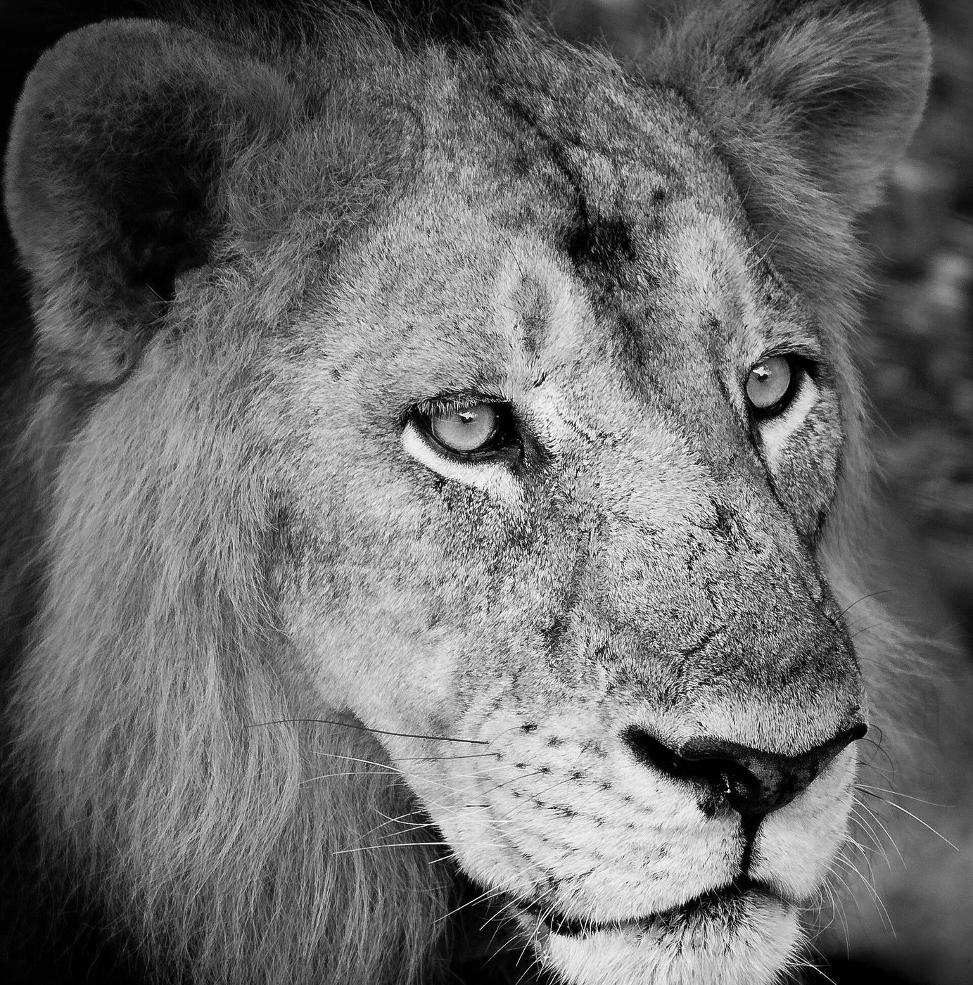 Portrait of an Asiatic lion at Vandalur Zoo