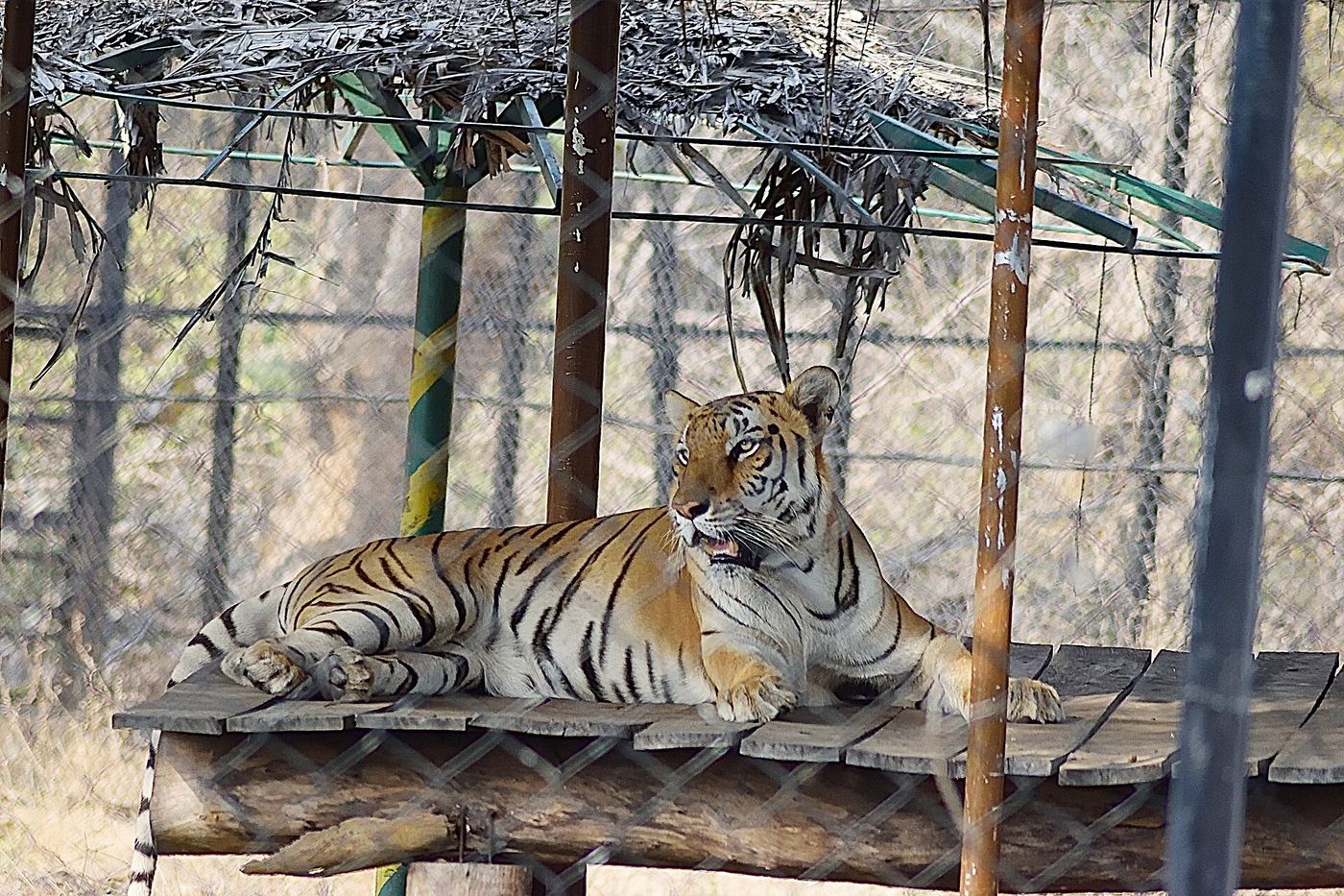 A Bengal tiger resting on a platform at Vandalur Zoo