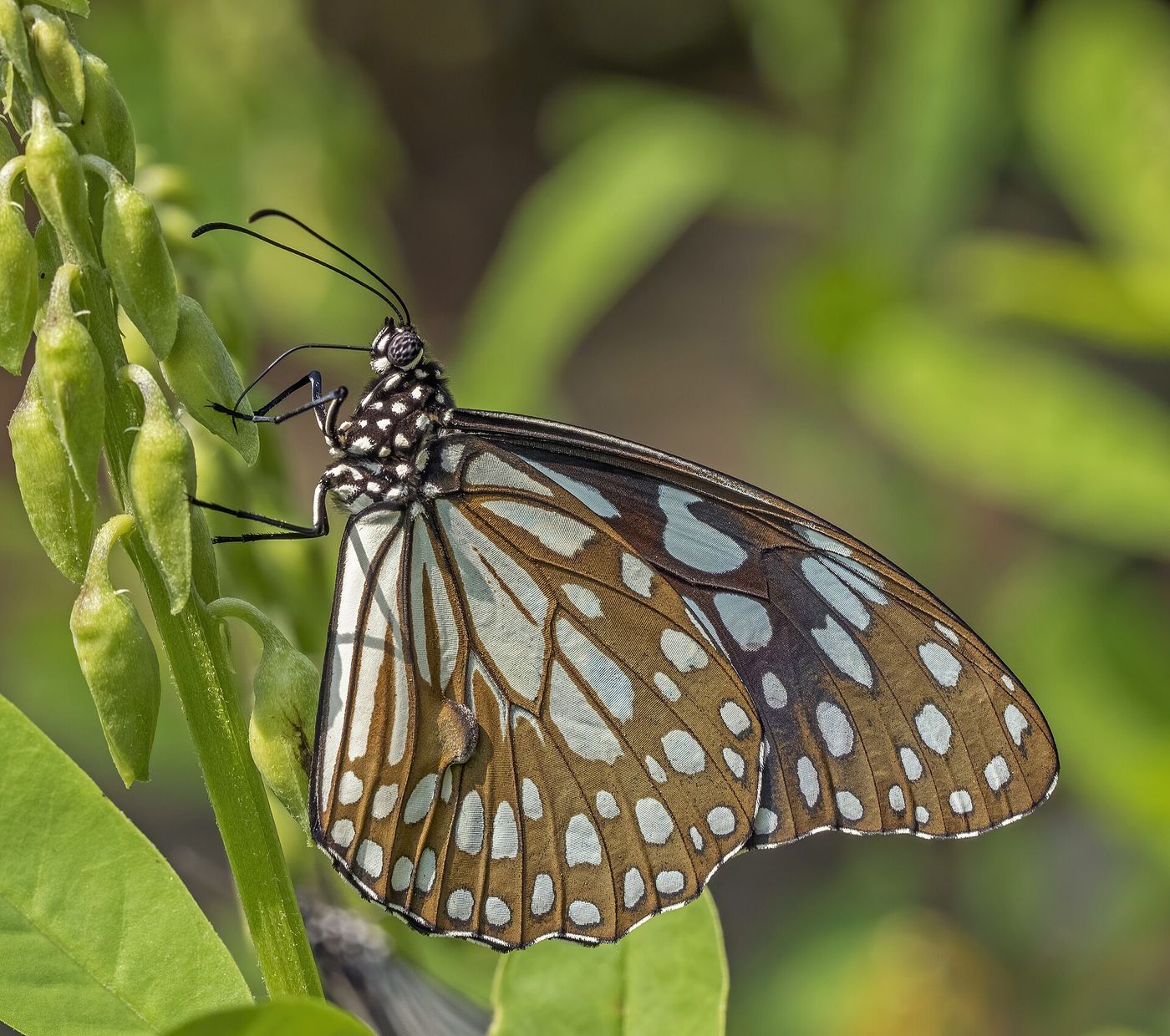 A blue tiger butterfly resting on a plant