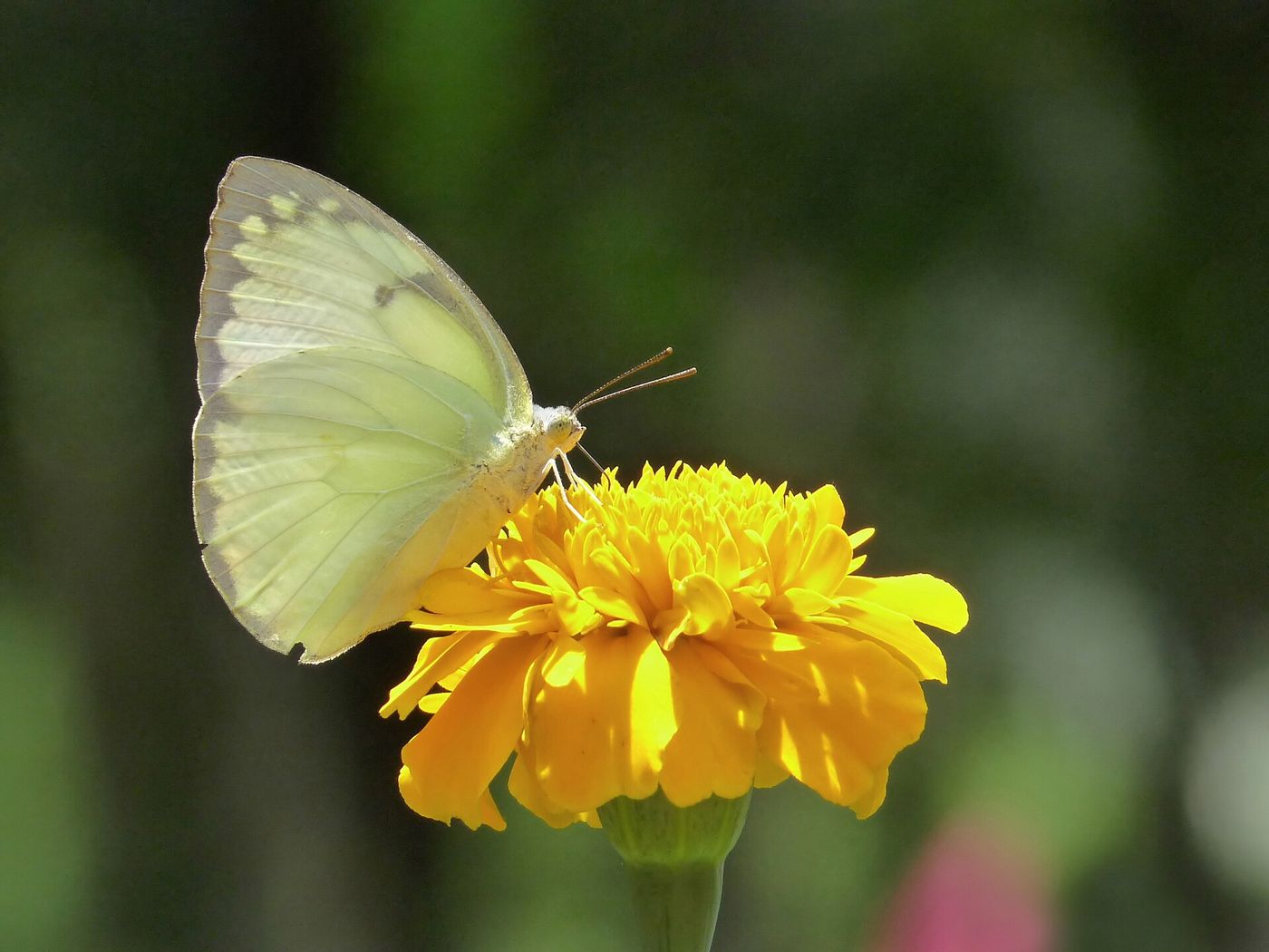 A common emigrant butterfly on a yellow marigold