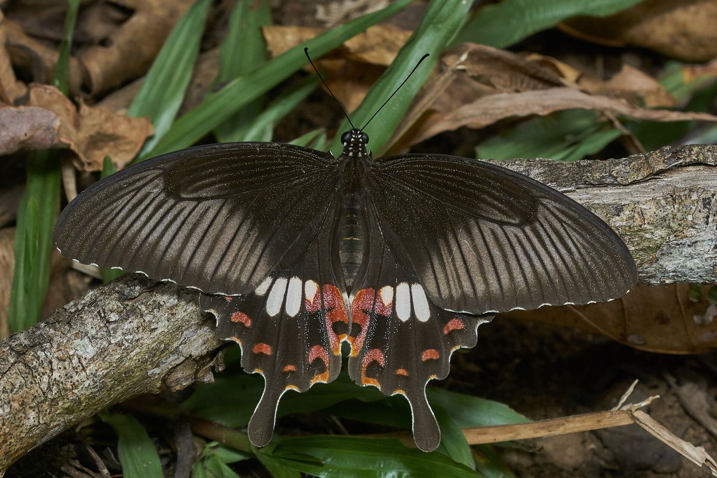 A common mormon butterfly with open wings