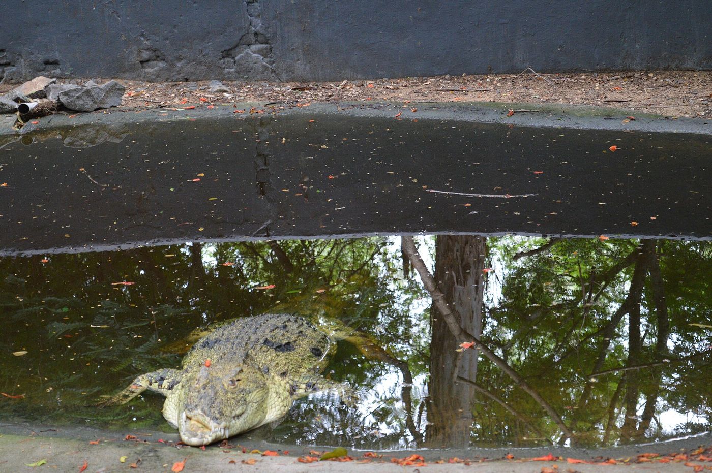 A crocodile in the water at Vandalur Zoo