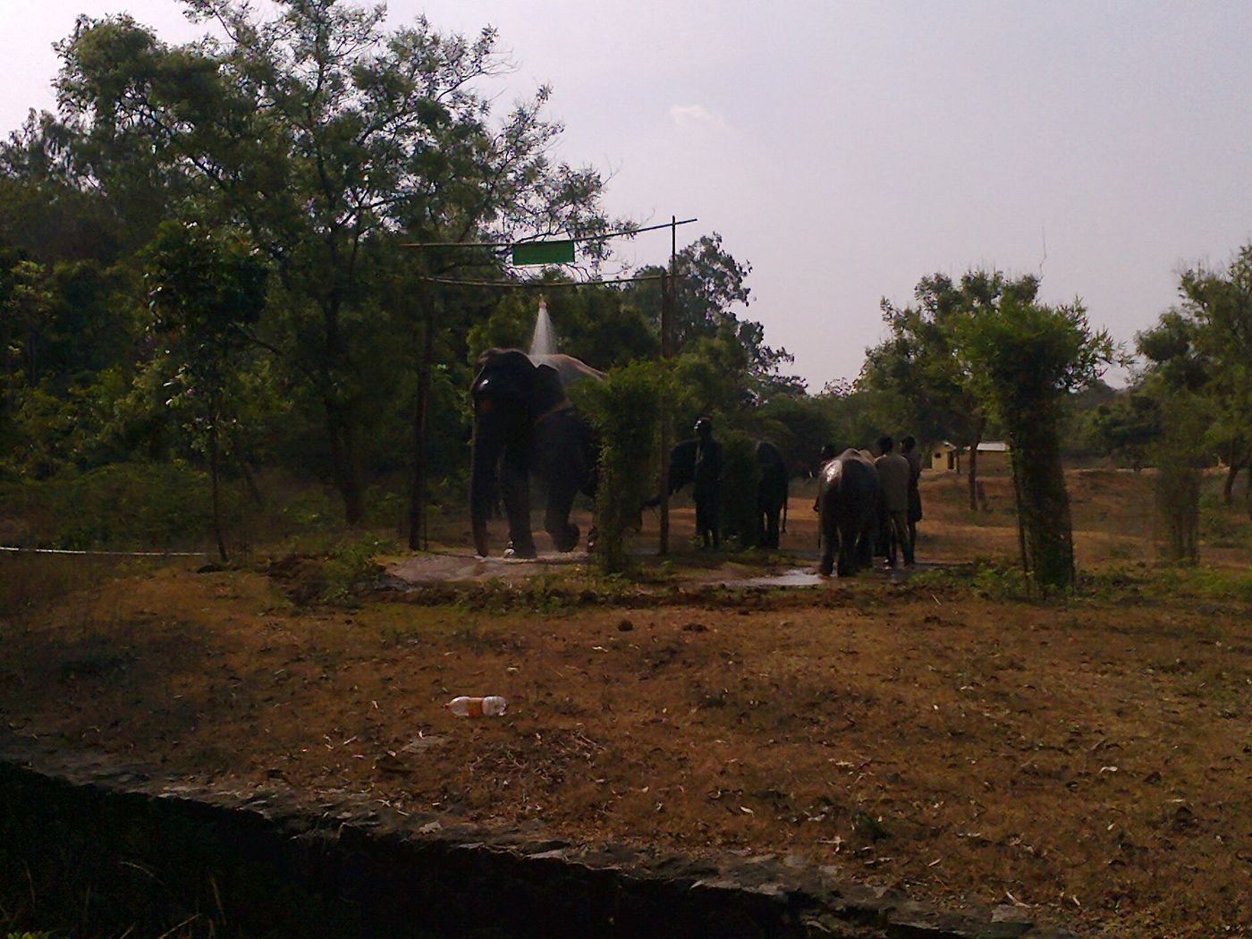 Elephants at their bathing area at Vandalur Zoo