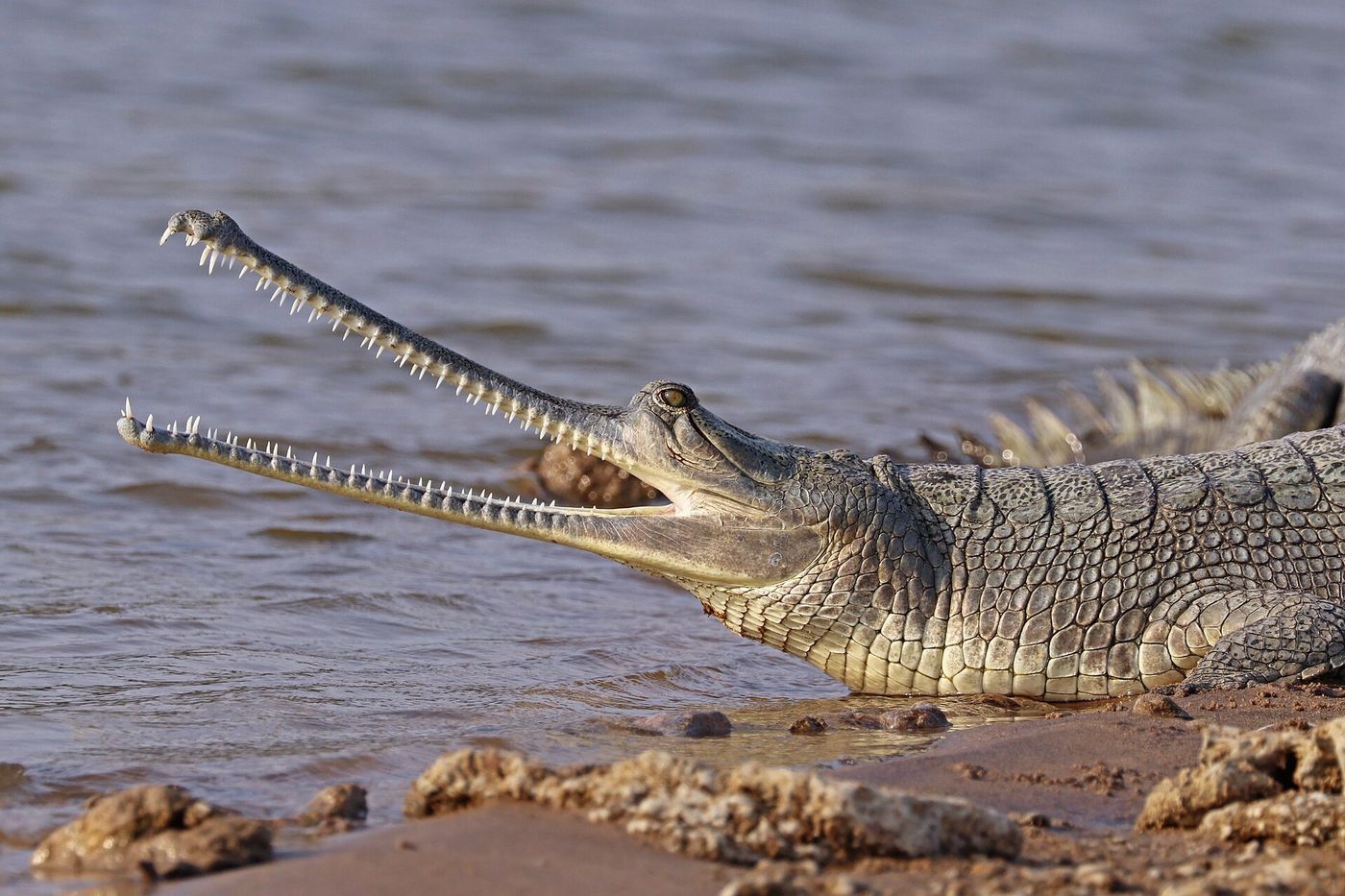 A gharial with its long thin snout at the water's edge