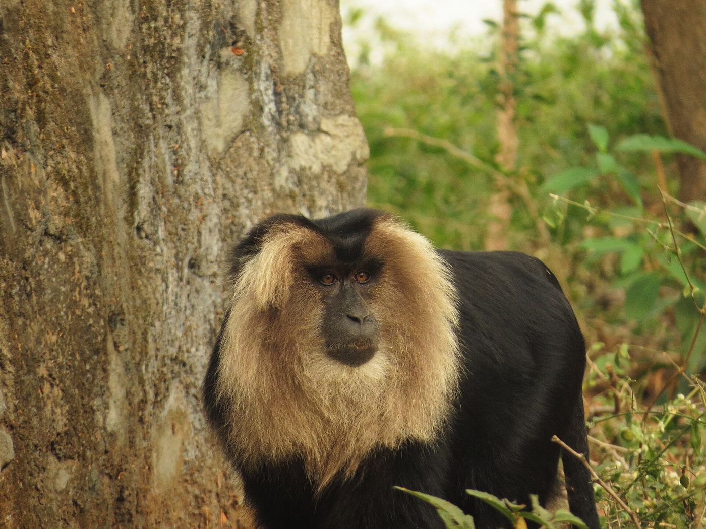 A lion-tailed macaque beside a tree trunk at Vandalur Zoo