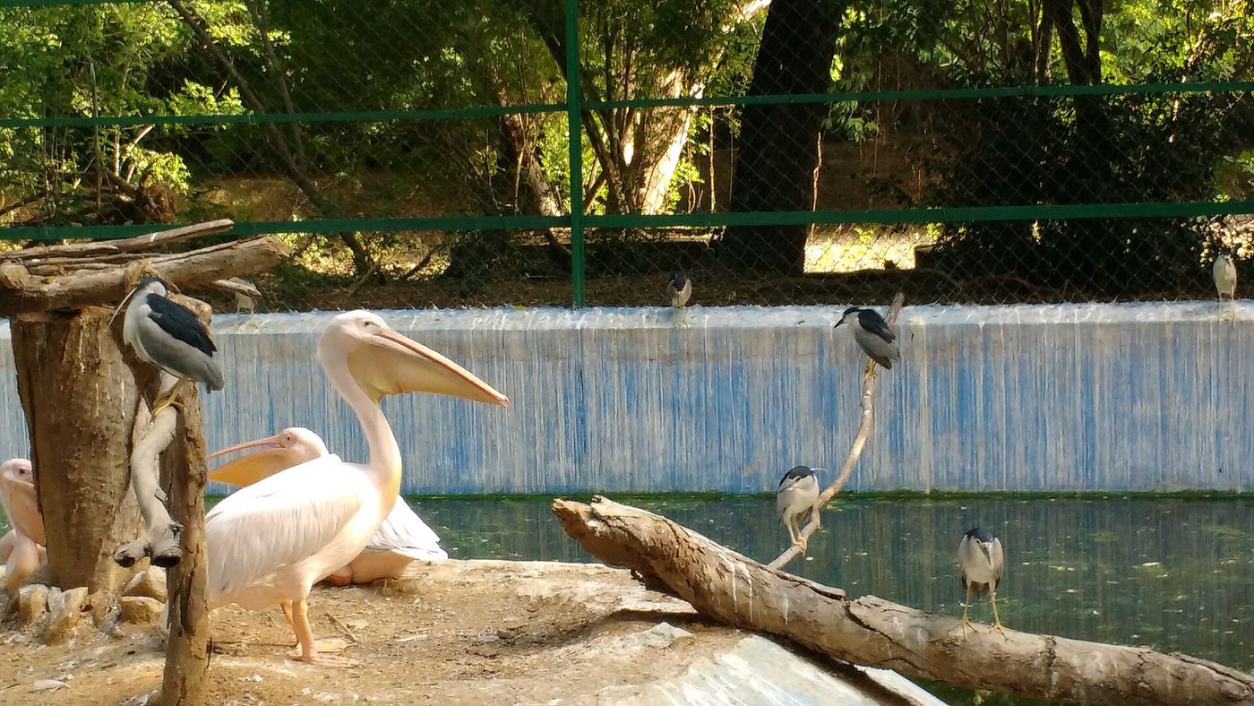 Pelicans and painted storks by a pool at Vandalur Zoo