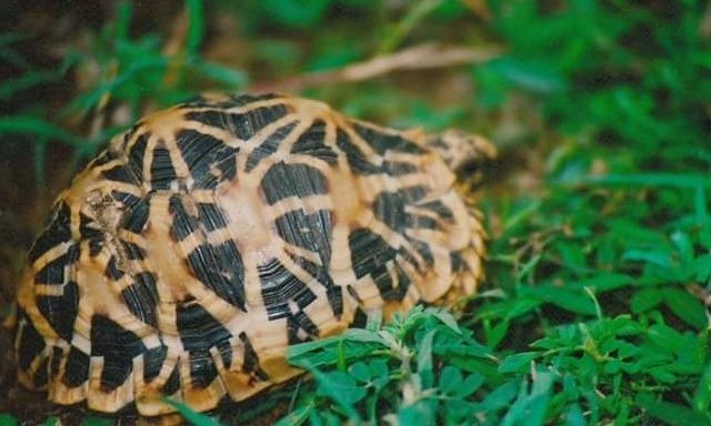 An Indian star tortoise in the grass