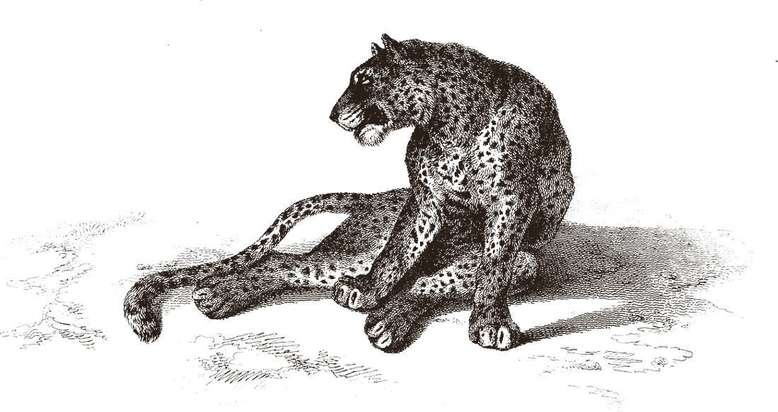 Victorian engraving of a leopard