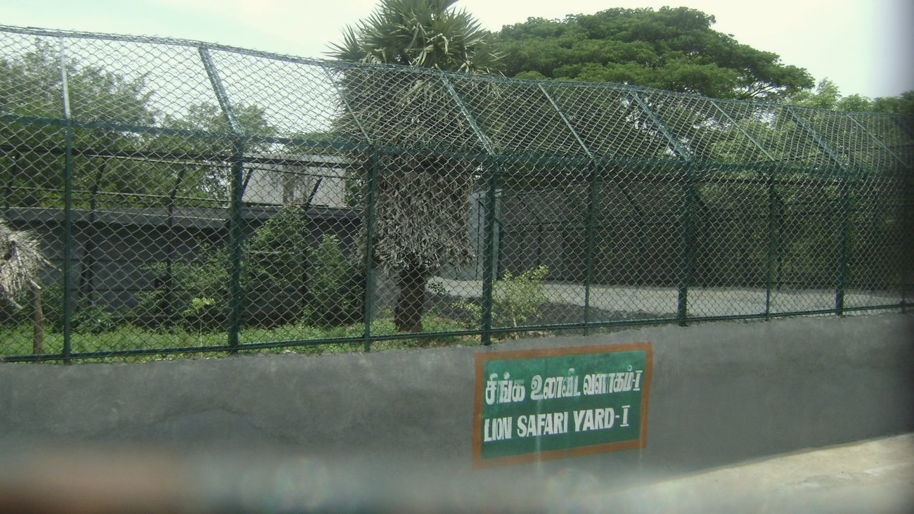 Yard at the lion safari
