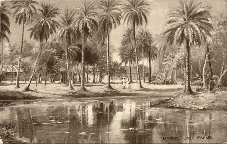 Date palms in People's Park, Madras, on a 1907 postcard