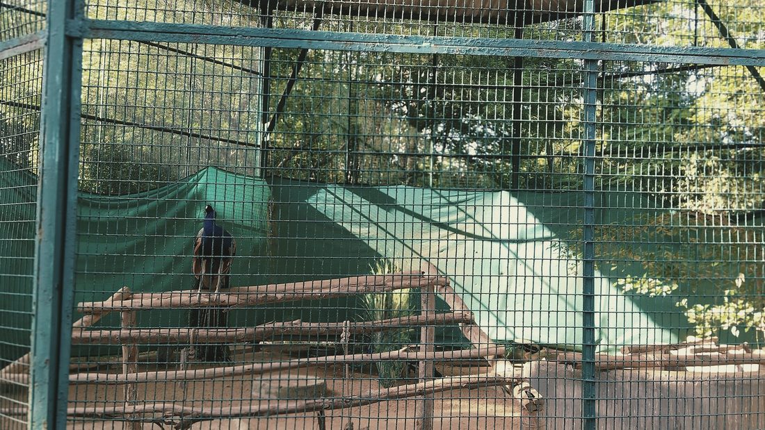 A large enclosure at the park