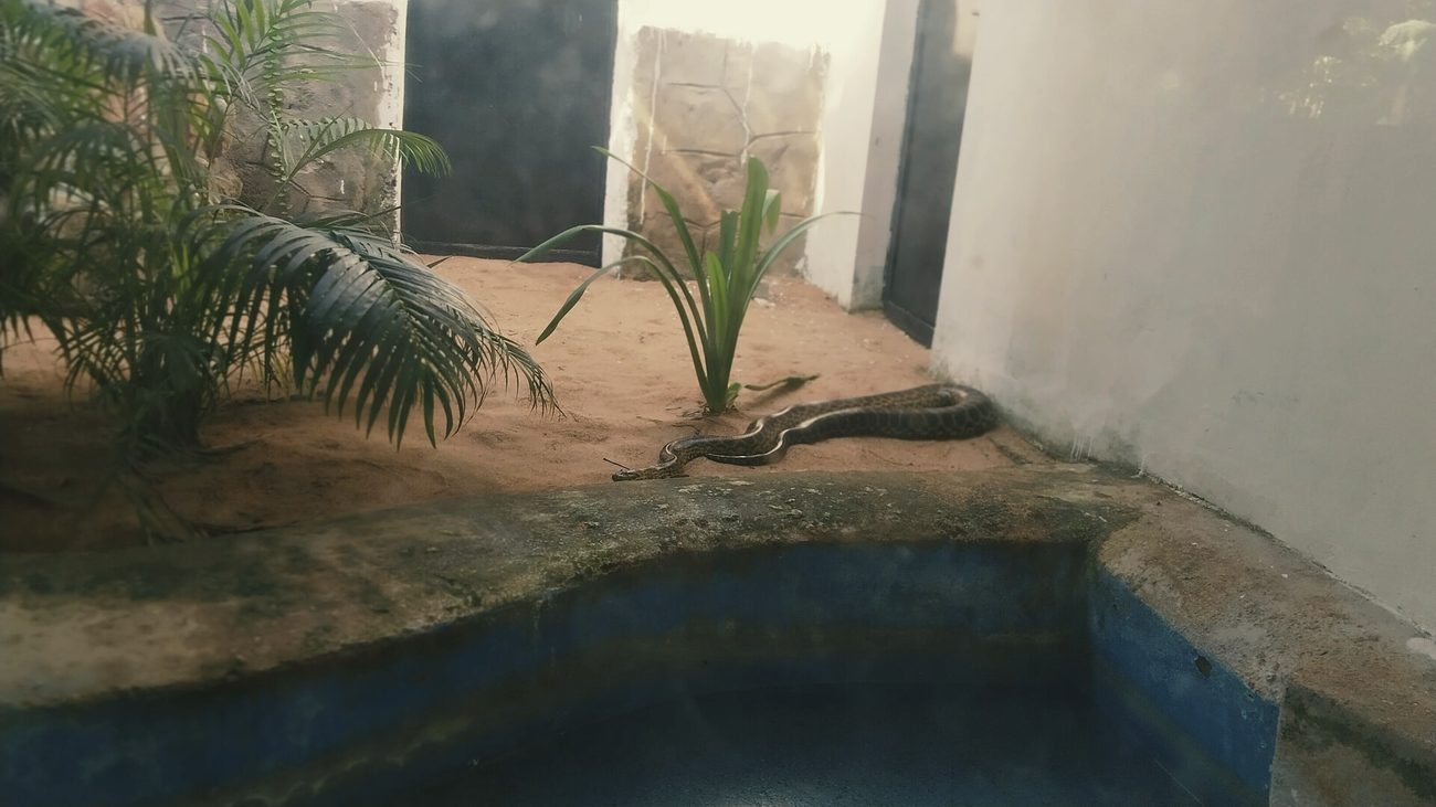 An animal habitat with a pool and planting