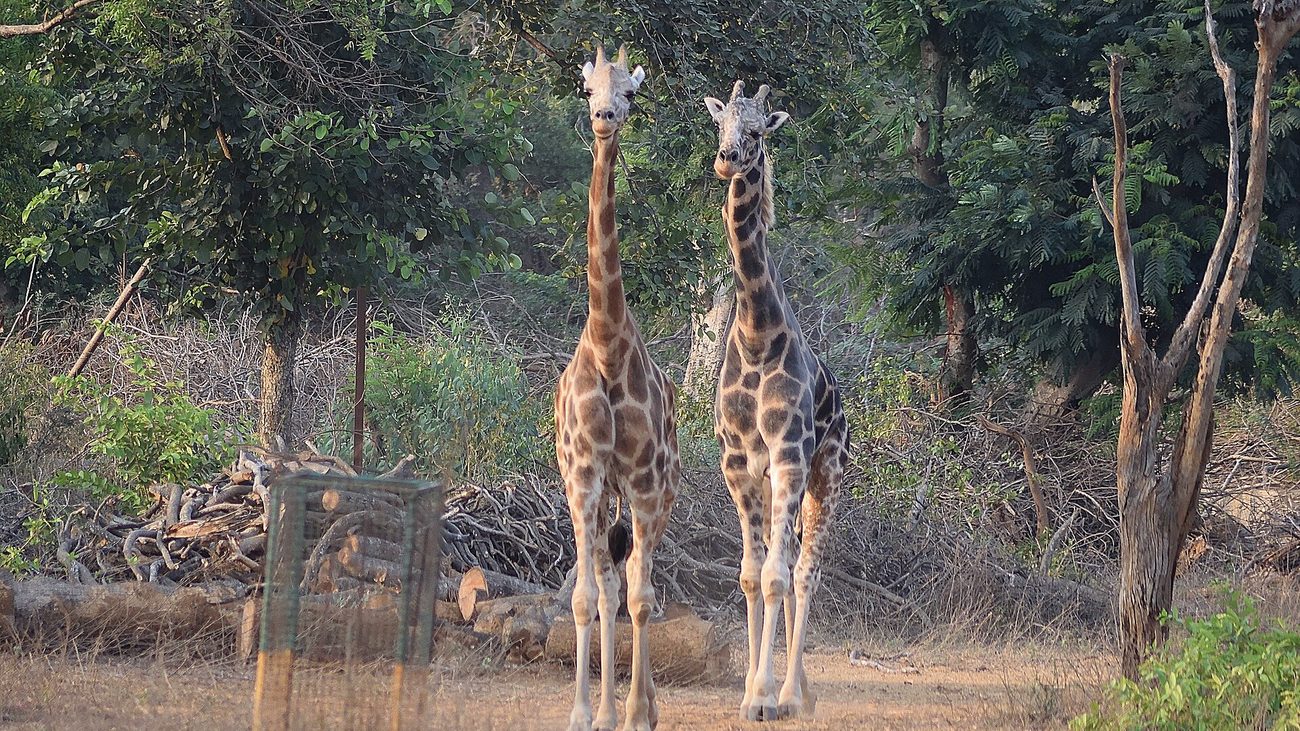 A pair of giraffes at Vandalur Zoo