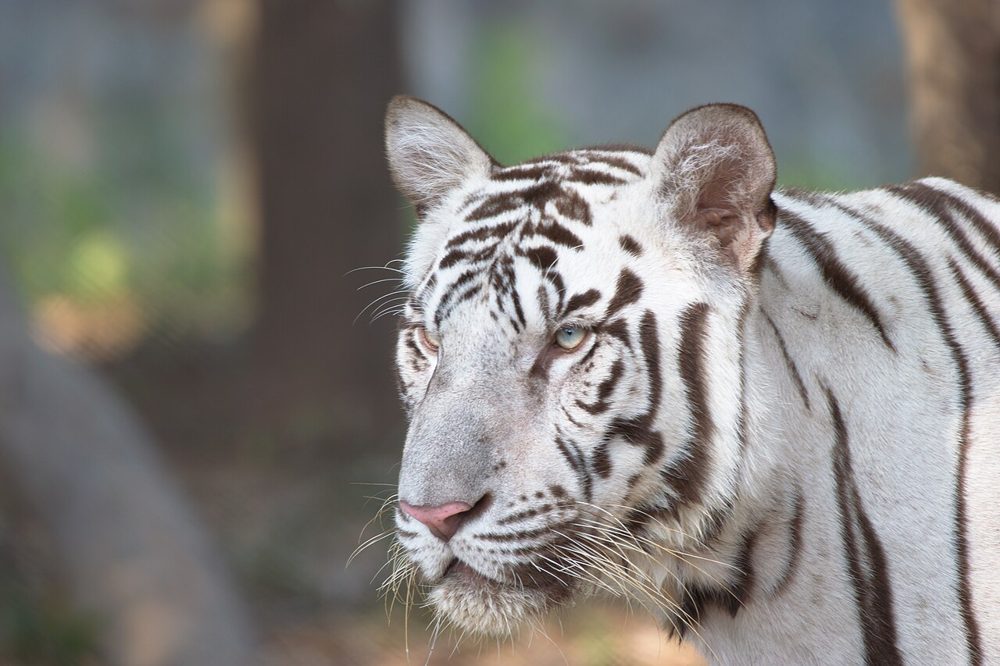 A white tiger at Arignar Anna Zoological Park