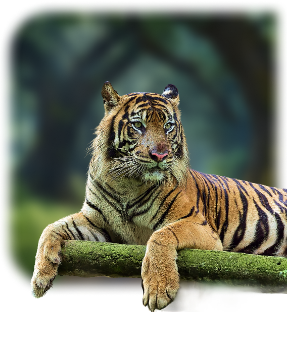 Bengal Tiger resting on branch