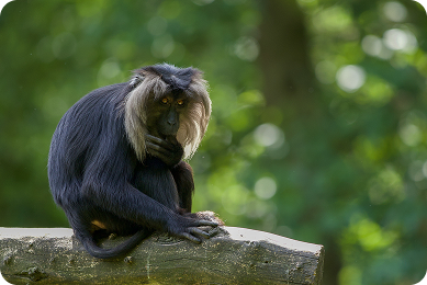 Lion-tailed Macaque animal profile