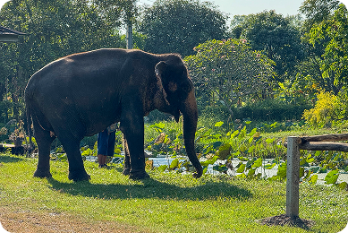 Asian Elephant animal profile