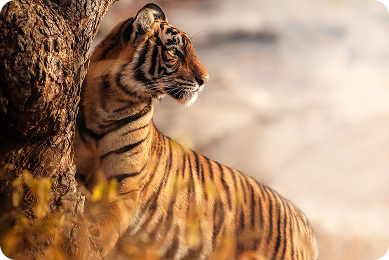 Bengal Tiger animal profile