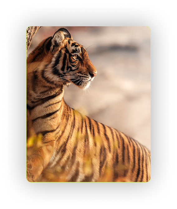 Royal Bengal Tiger looking forward