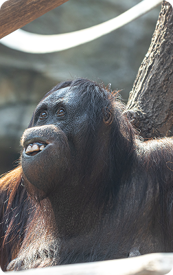 Western Orangutan climbing tree branch