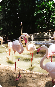 Greater Flamingo at Vandalur Lake