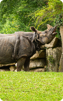 Indian One-Horned Rhinoceros grazing